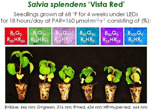 Effect of led light deals on plant growth